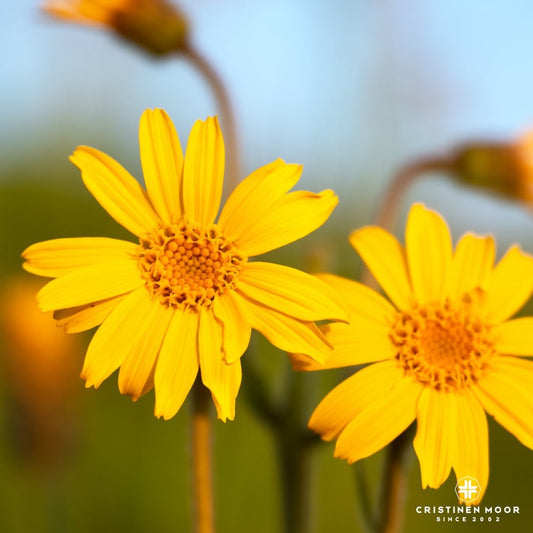 Arnica: Die verborgene Kraft der Heilpflanze - CristinenMoor